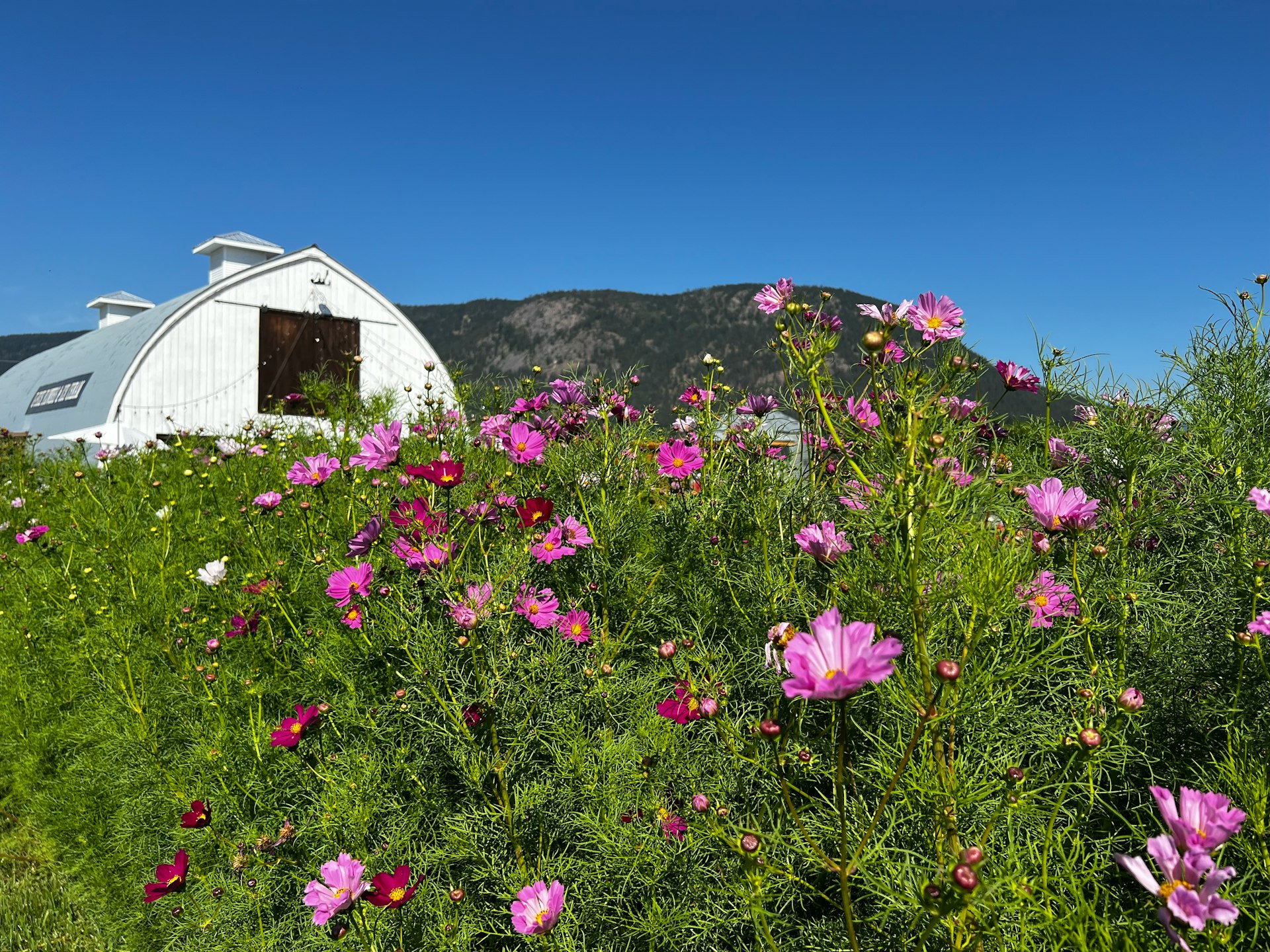 a field of flowers with a building in the background